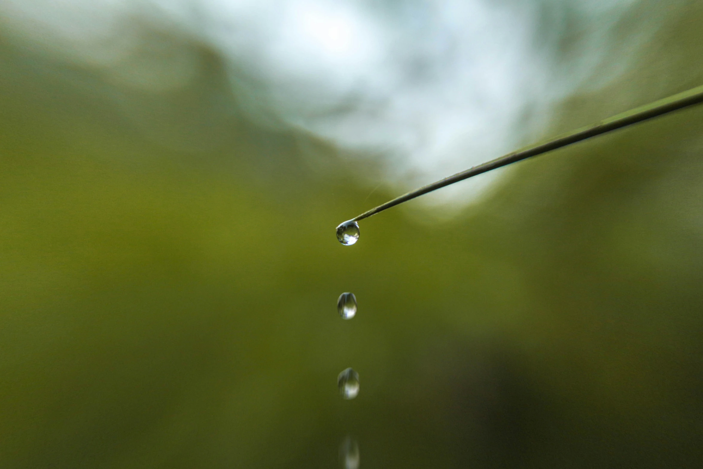 a drops of water on top of grass