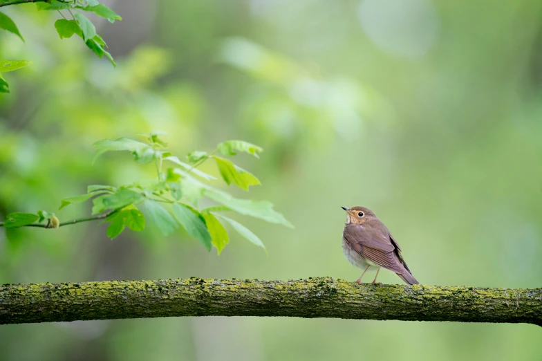 the small bird is perched on the nch near the leafy tree