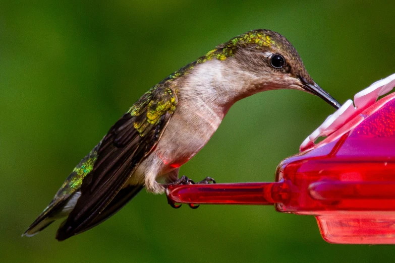 a hummingbird drinking out of a red feeder