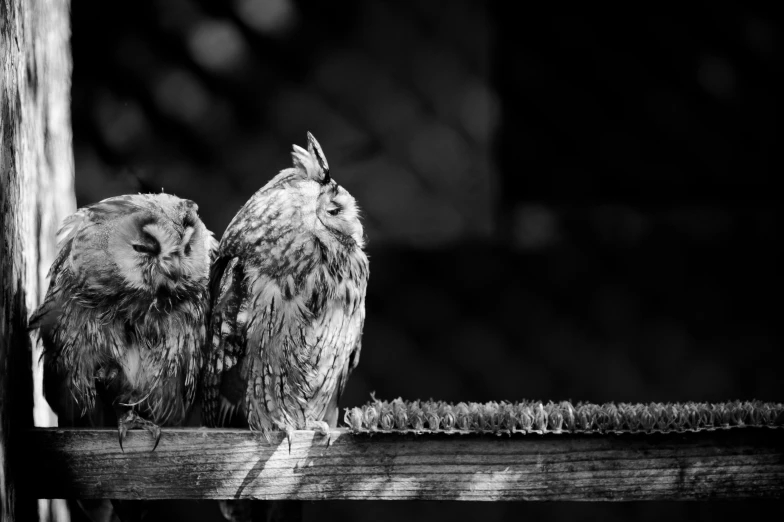 two owls standing on top of a fence post