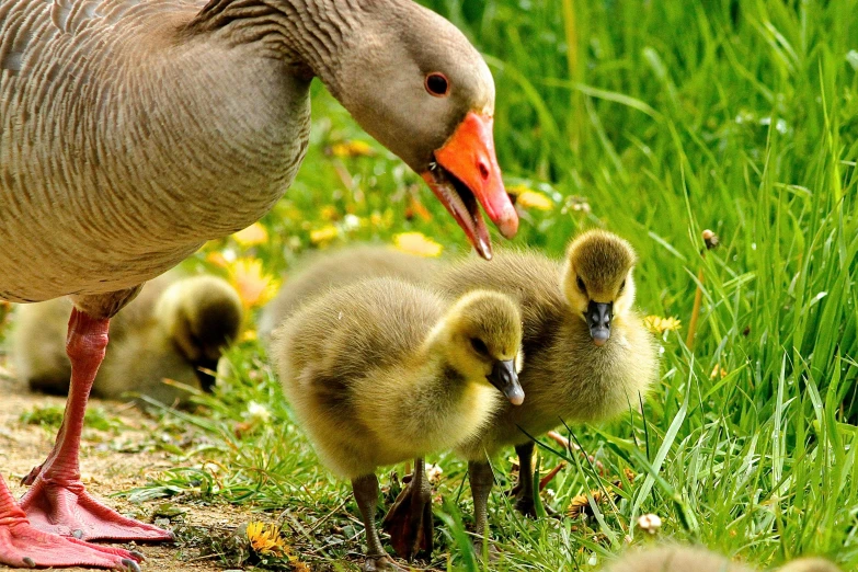 three little birds with their mom and the parent duck