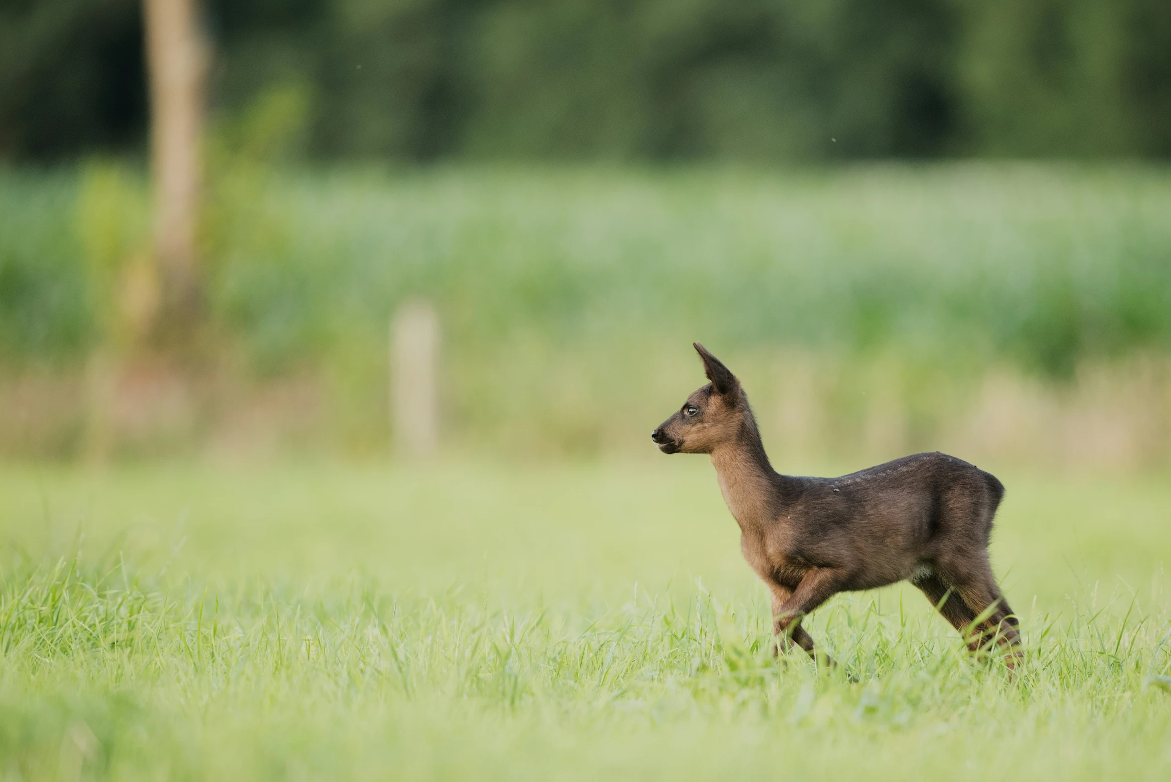 a young fawn standing in an open field