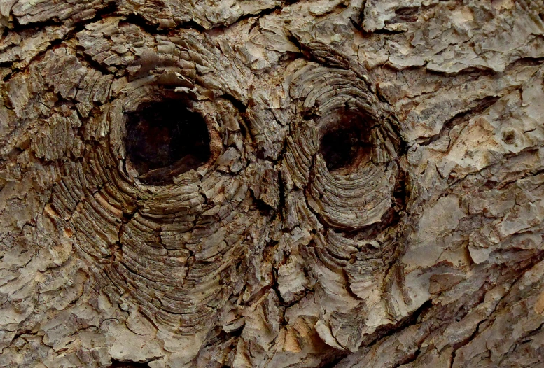 a tree trunk with holes that look like heart shapes