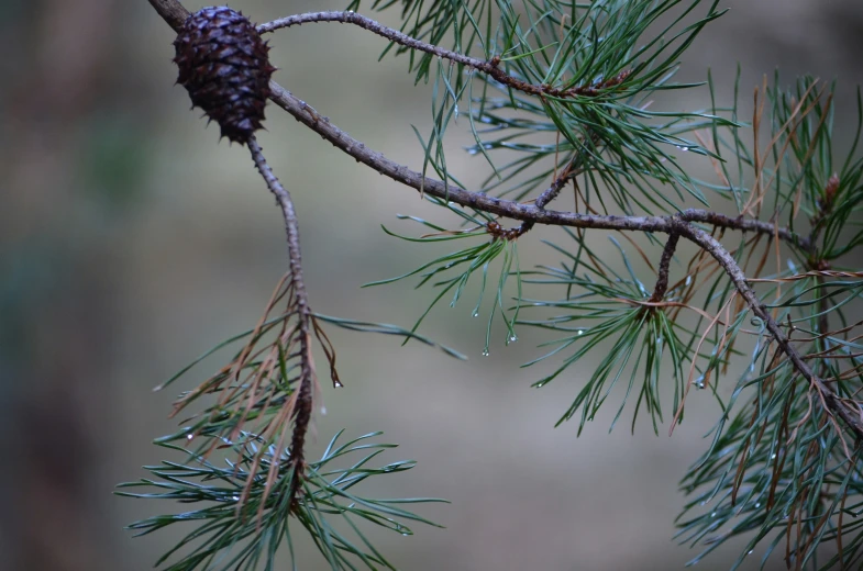 a close up image of pine cones hanging on a tree