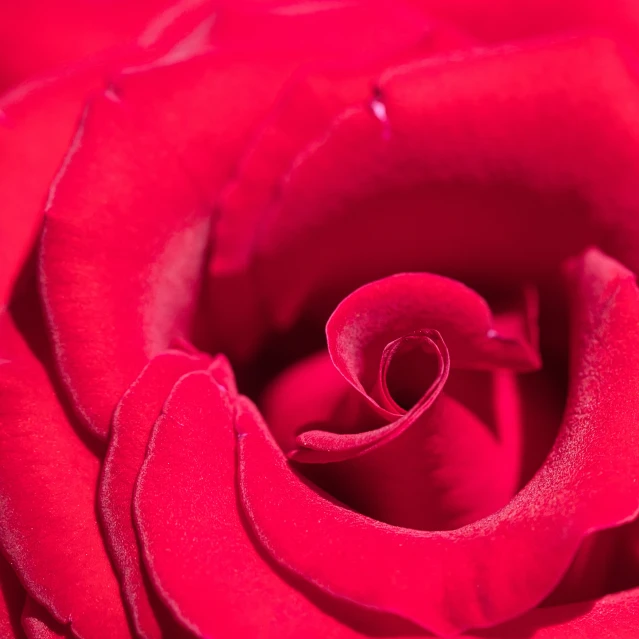 a close up image of red roses