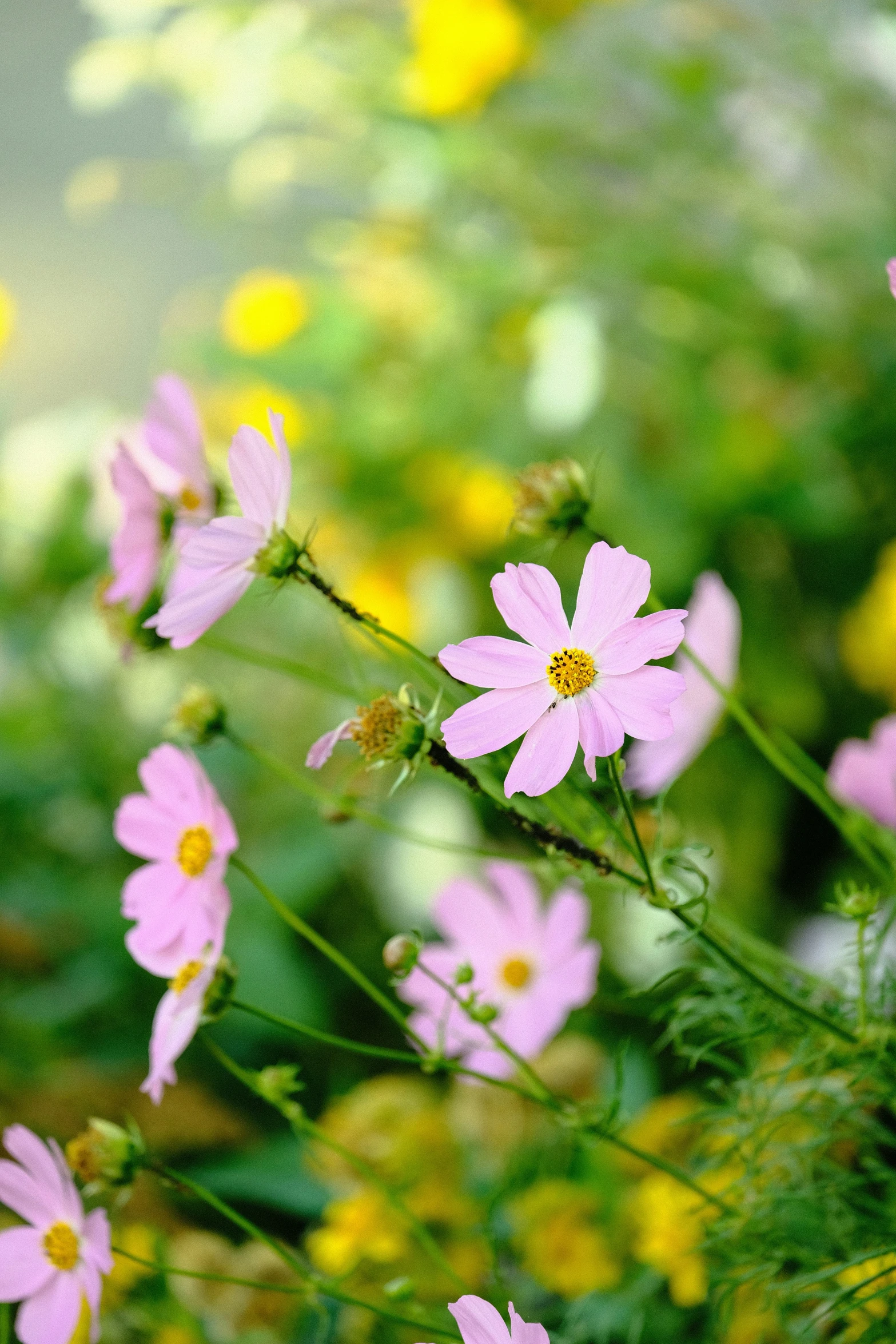 many different colored flowers in the grass