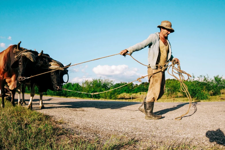 a man leading two cows on a dirt road