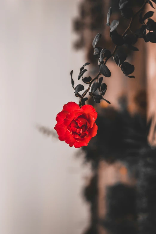 a red rose with some leaves hanging off a wall