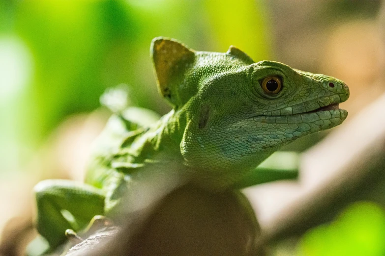 a green lizard perched on top of a wooden nch