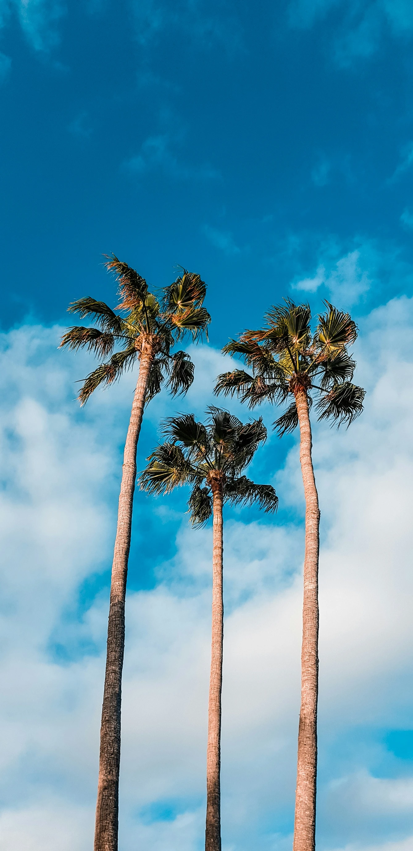 three palm trees standing against a blue sky