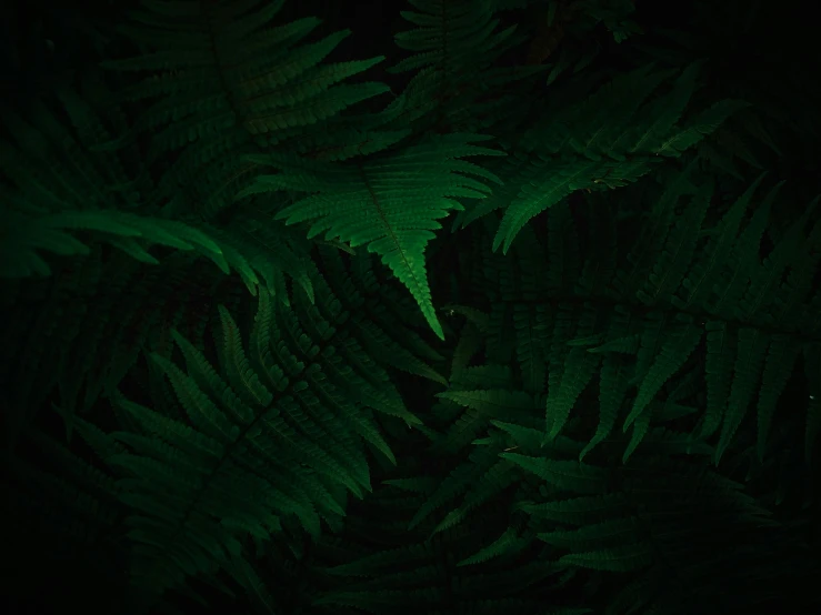 a group of large ferns lit by green light