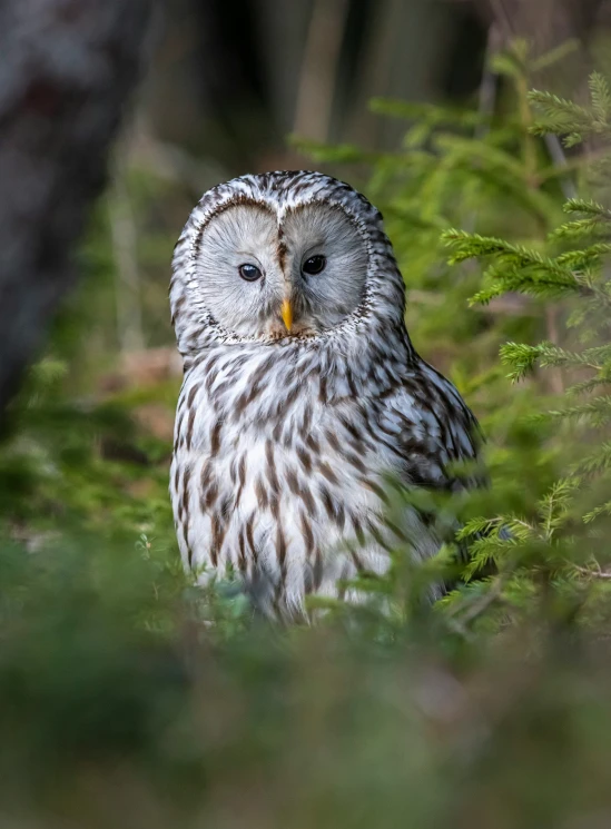 an owl in the middle of a fern covered forest