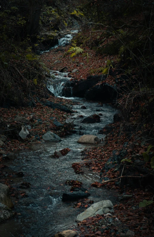 a small stream runs through the dark forest