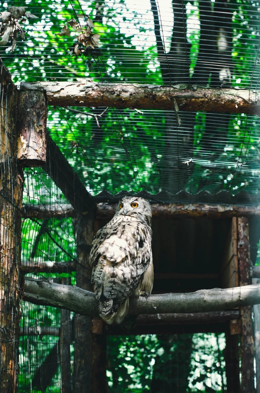 there is a small owl sitting on top of the wooden perches