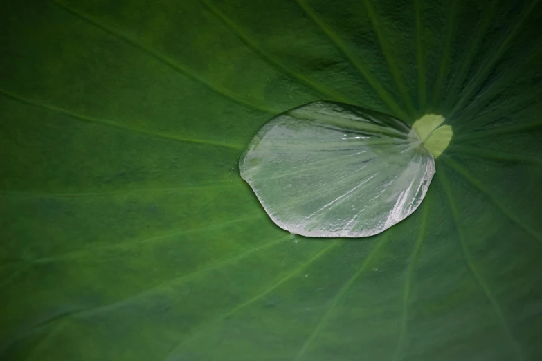 an almost empty water drop on top of a green leaf