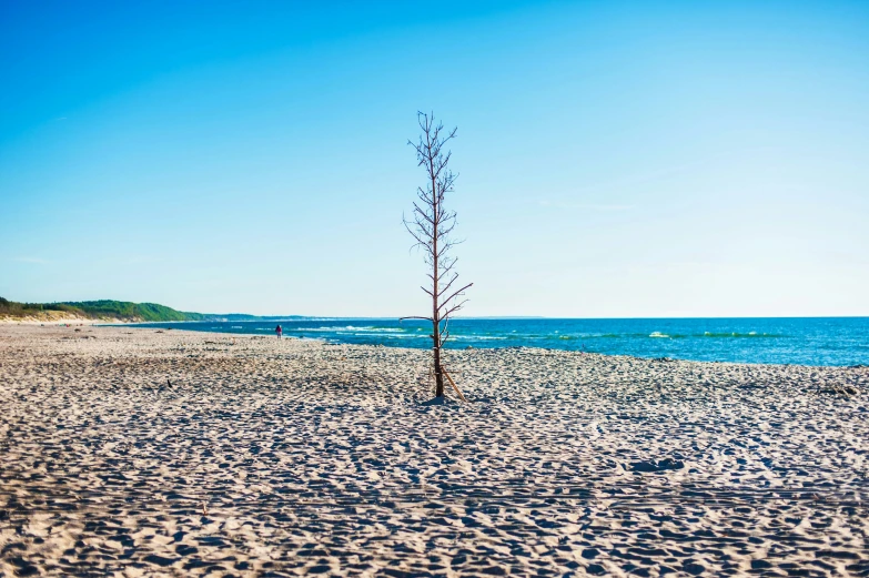 there is a lone tree on a sandy beach