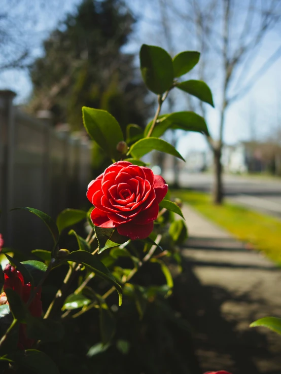 a single red rose blossom with leaves on it