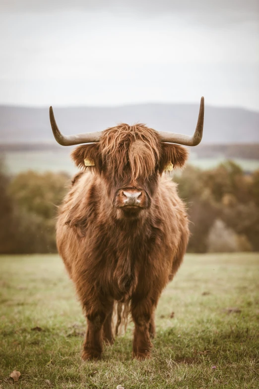 a big yak standing in a grassy field