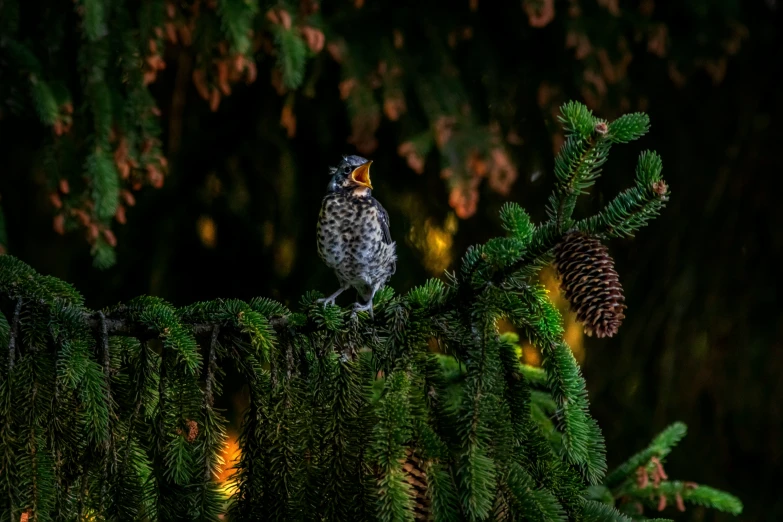 a hawk perches on a pine - cone nch in the dark