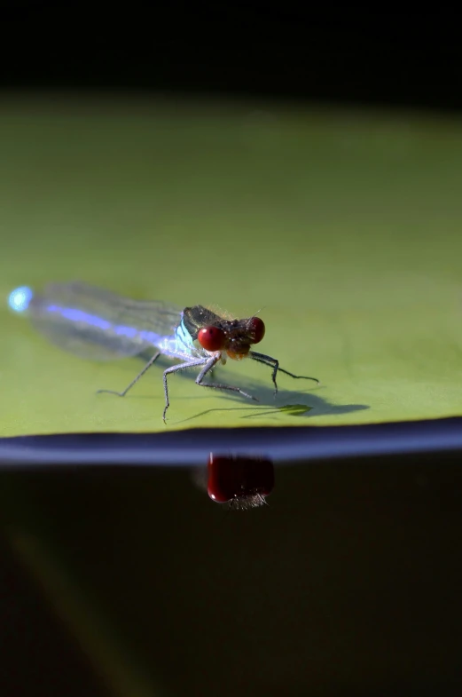 two flies in close proximity near one another