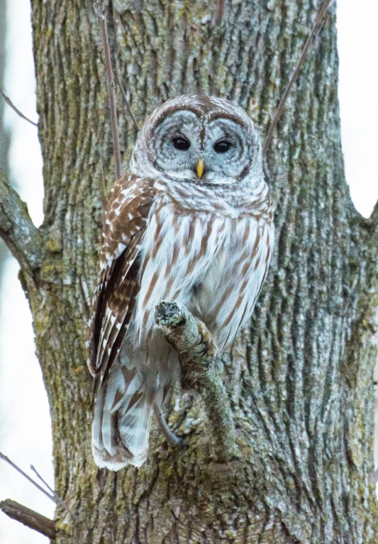 a large owl is perched on the tree nch