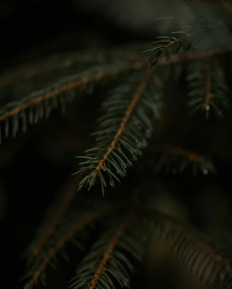 closeup of pine nch, blurred with light