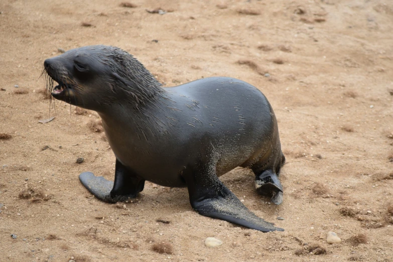 the seal is playing with some water in its mouth