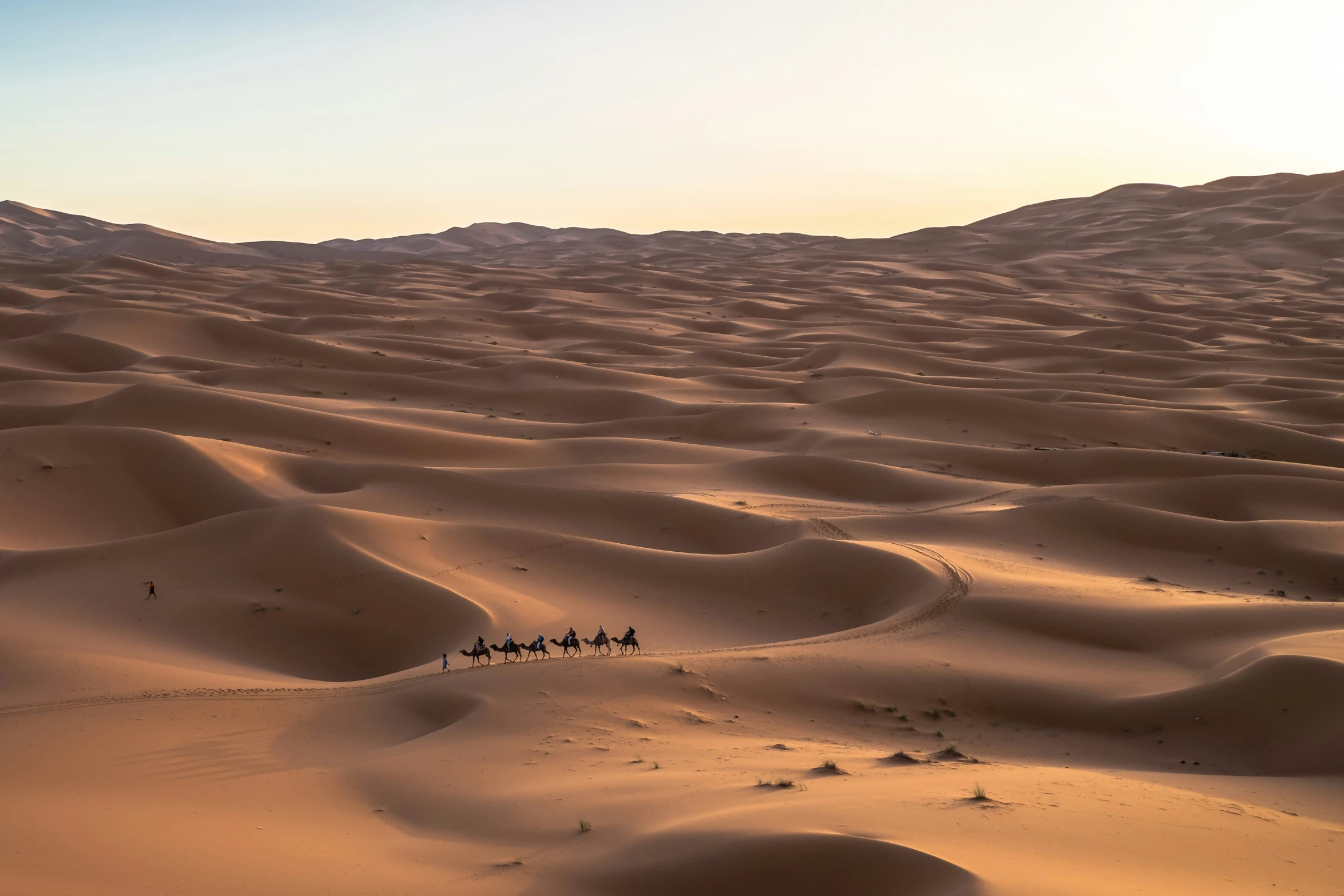 a landscape s with a few animals walking in the sand