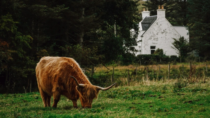 a horned animal grazes on grass with a house in the background