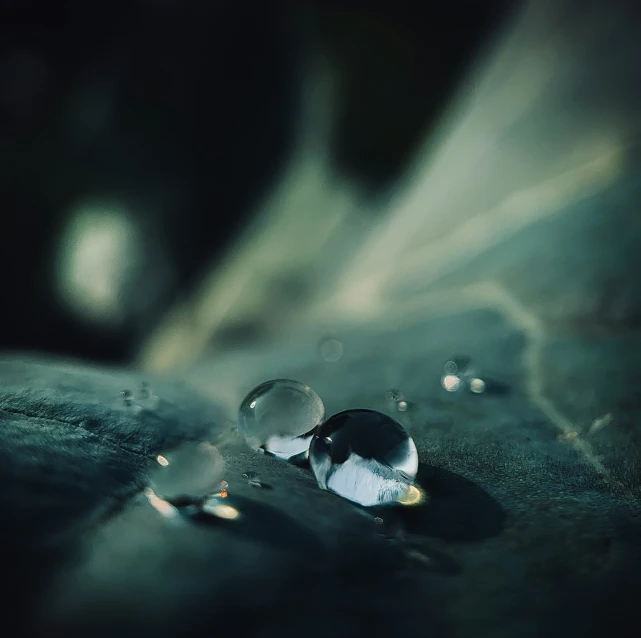 water droplets sit on a leaf during the day