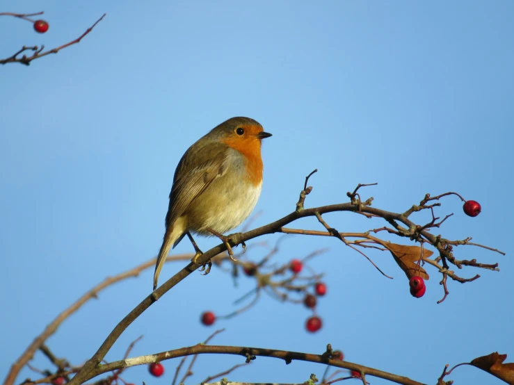 the bird is perched on the nch of a tree