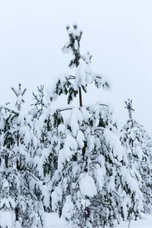 a large amount of snow on some trees