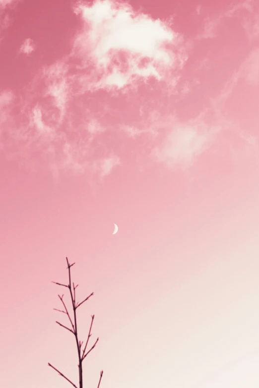 a tree nch in the distance and the moon and pink sky in the background