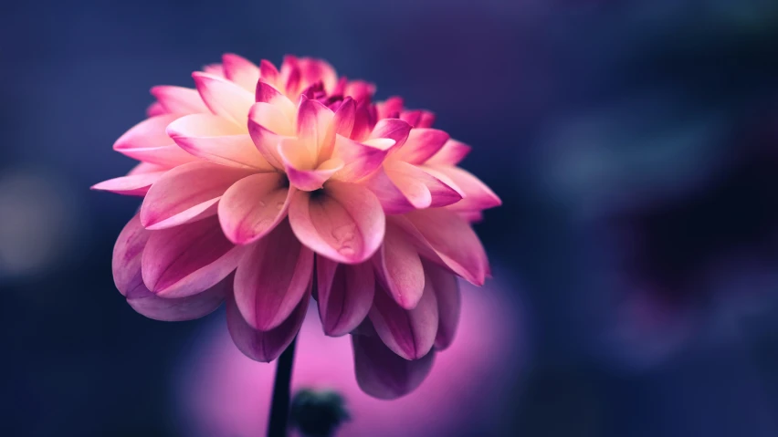 pink and yellow flower with blurry background