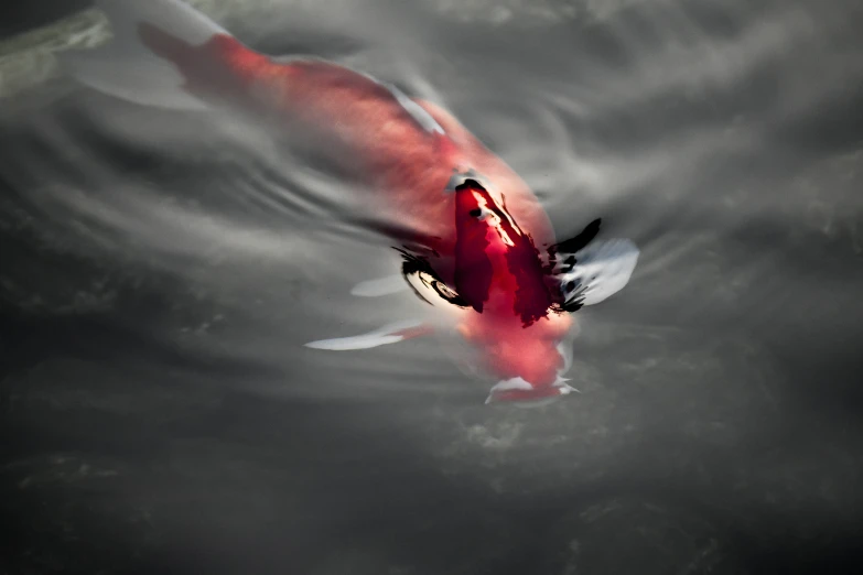 a red fish floating on top of a body of water