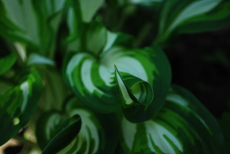 a closeup of the leaves of a houseplant