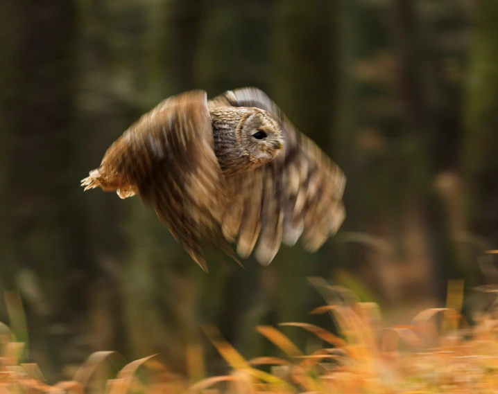 an owl that is flying very close to the ground