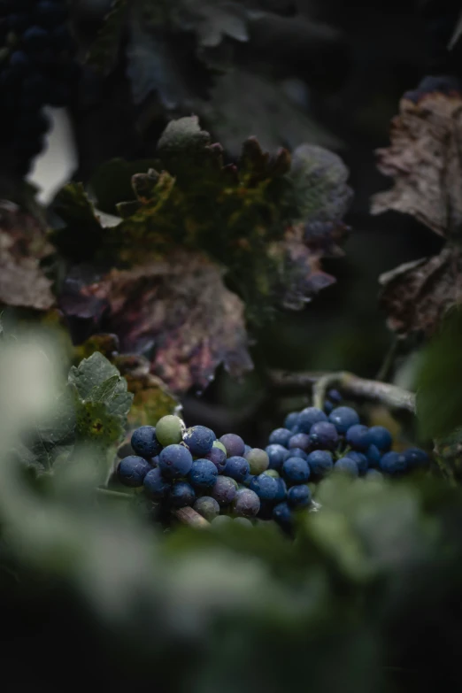 blue berries in the tree with leaves