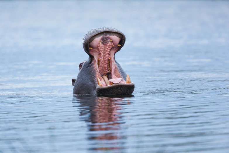 a hippopotamus that is poking out its teeth in the water