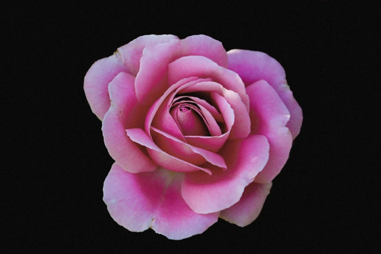 a pink rose on a black background