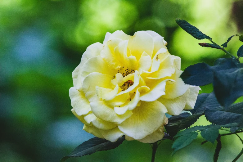 a close up of a yellow rose blossom