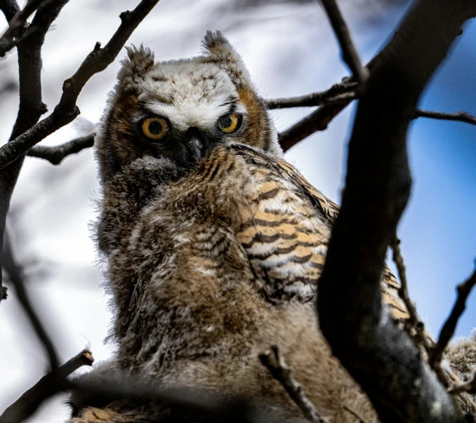 a close up of an owl on the nch of a tree