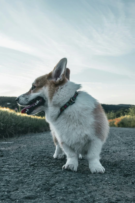 an adorable white and brown dog sitting on a dirt road