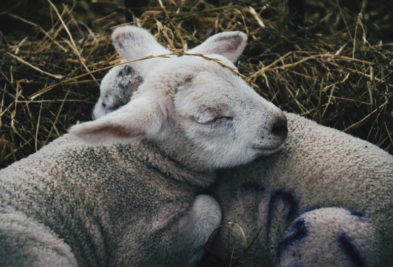 a newborn lamb rests comfortably on the ground