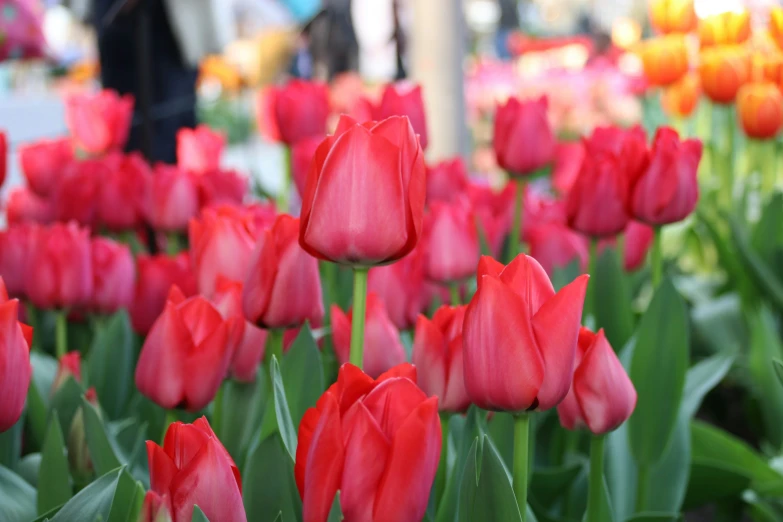 many red tulips in a field that has other colored ones in it