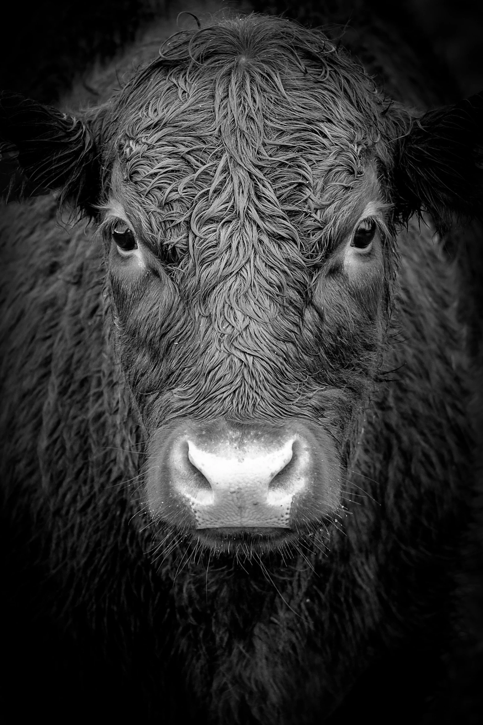 black buffalo cow face and neck in the dark