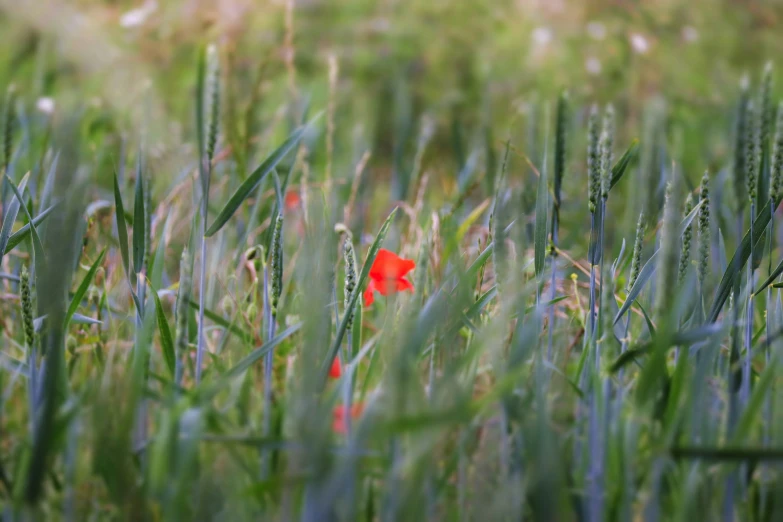 a red flower is growing amongst the grass