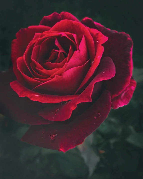 a red rose is surrounded by green foliage