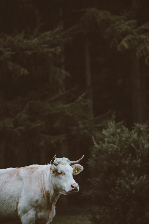 a cow standing in the middle of an area with trees