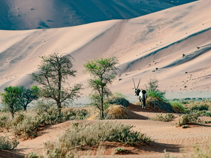 an animal standing in a desert like area